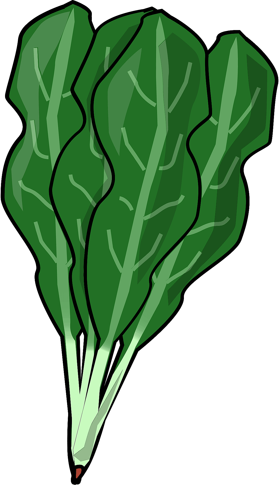 graphic of kale