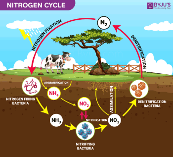 The nitrogen cycle