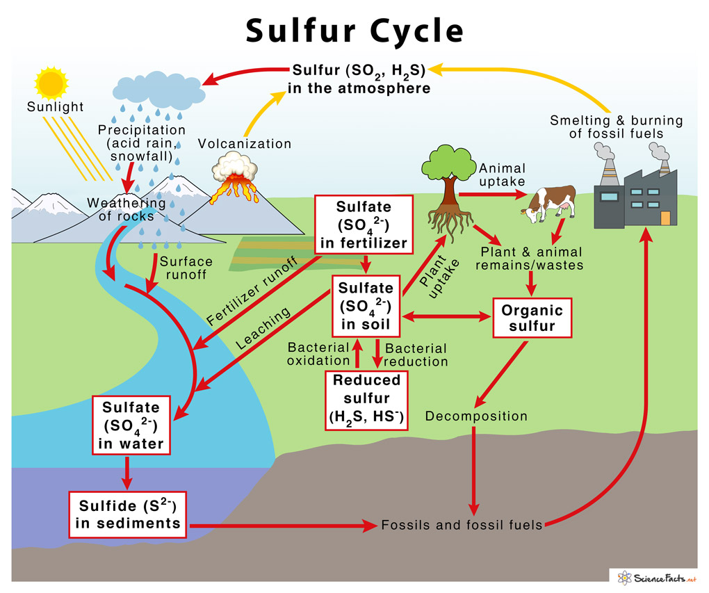 The sulfur cycle diagram